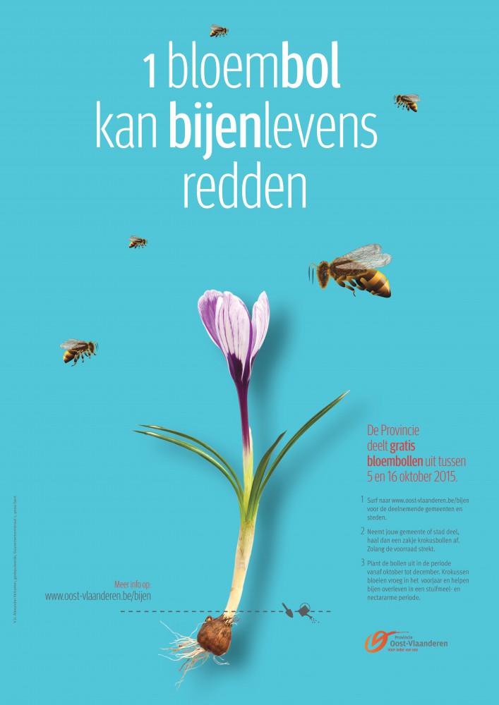 de campagne van de provincie Oost-Vlaanderen: gratis krokusbollen om de bijenpopulatie te ondersteunen
