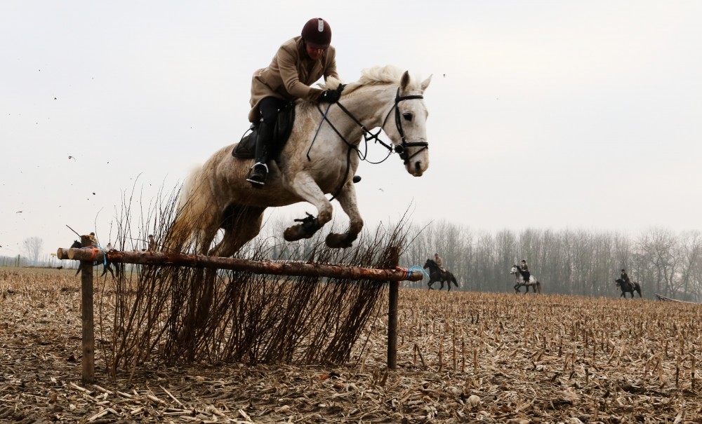 Equus