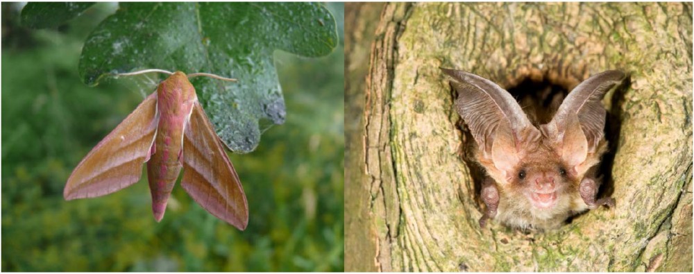 Nachtvlinders en vleermuizen in het Aelmoeseneiebos: links groot avondrood (foto: Pallieter De Smedt), rechts gewone grootoorvleermuis (foto: René Janssen)