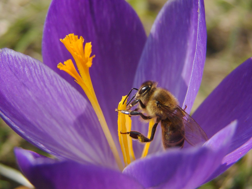 de krokus is de eerste bloem na de winter waar de bij terecht kan